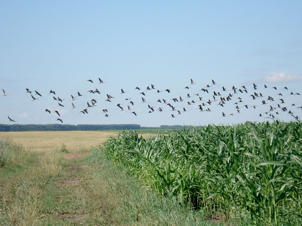 Міграція птахів